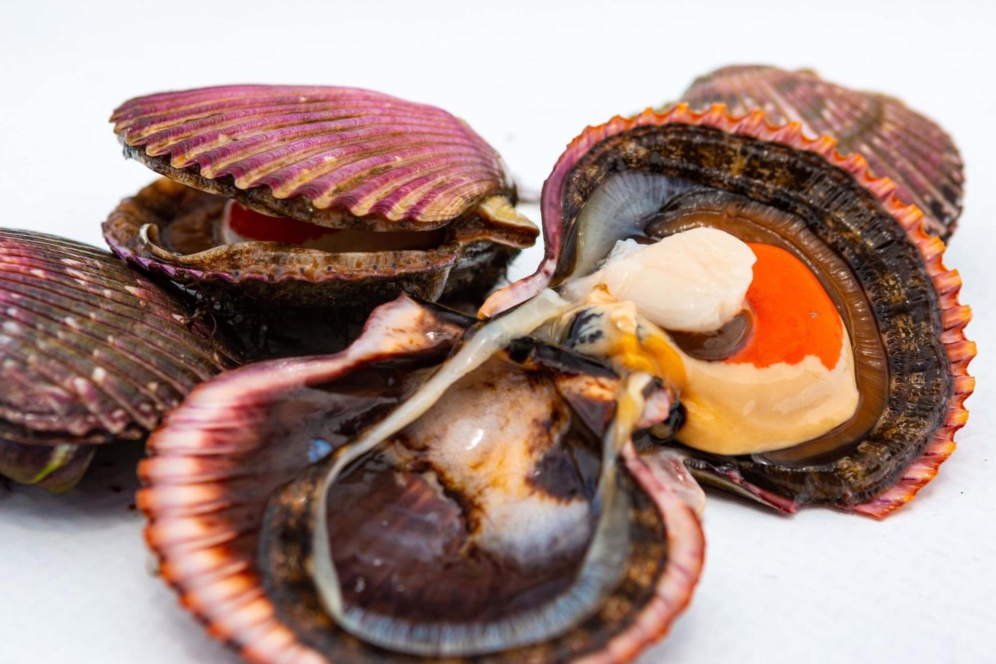 ホテル パラカス ア ラグジュアリー コレクション リゾート パラカス エクステリア 写真 Scallops